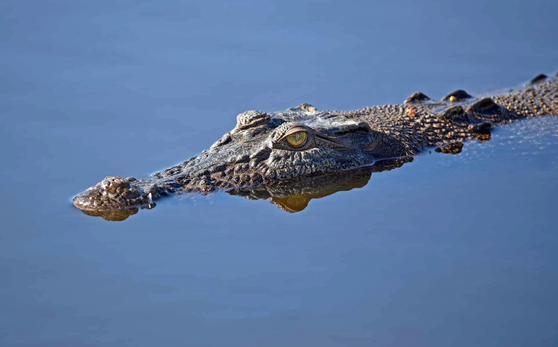 saltwater crocodile