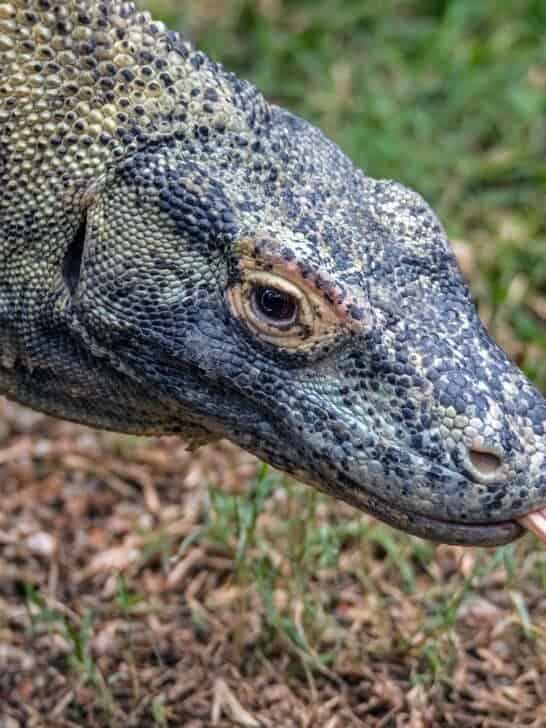 Discover Komodo Dragon Spiritual Meaning