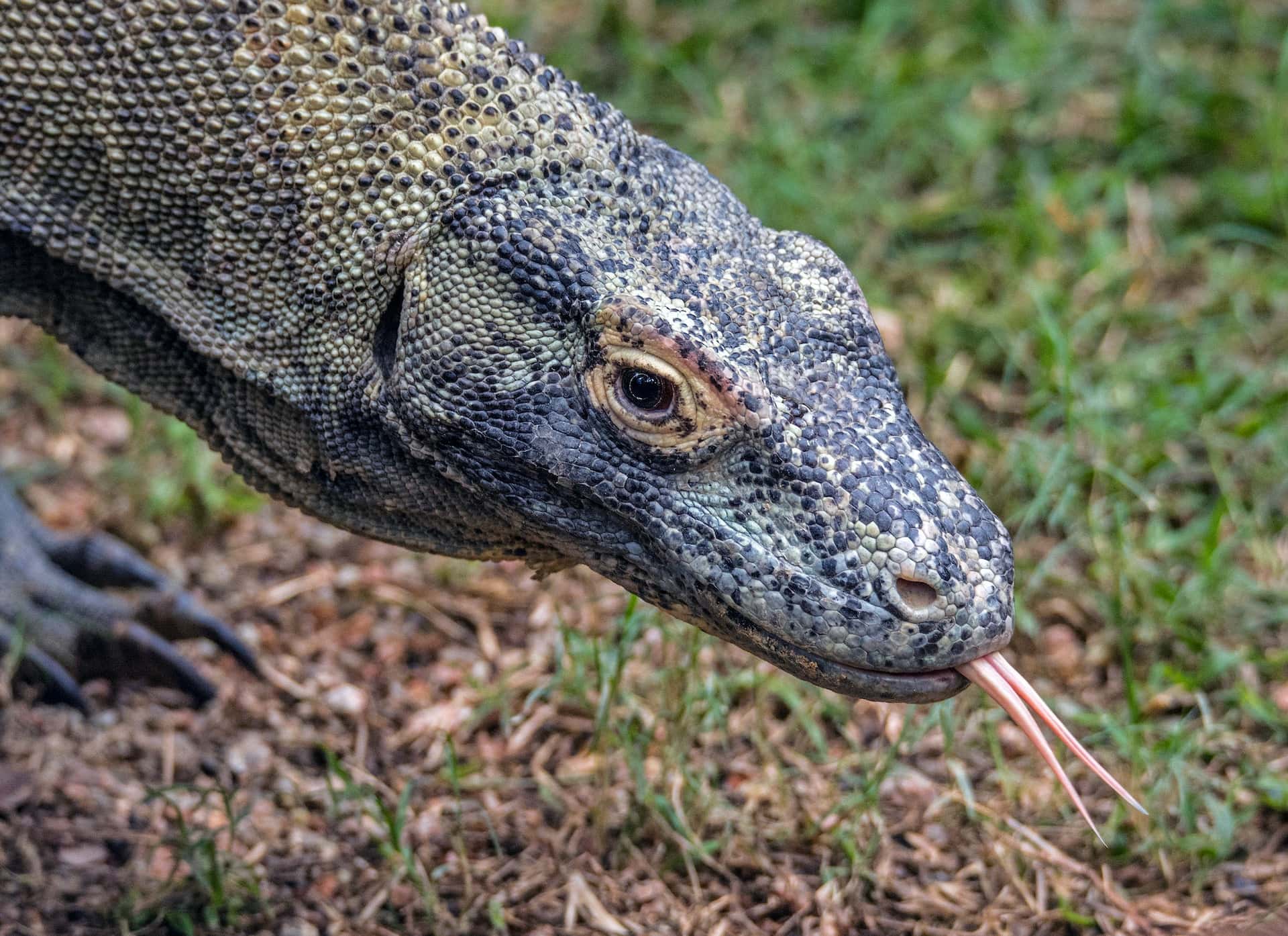 komodo dragon sticking tongue out