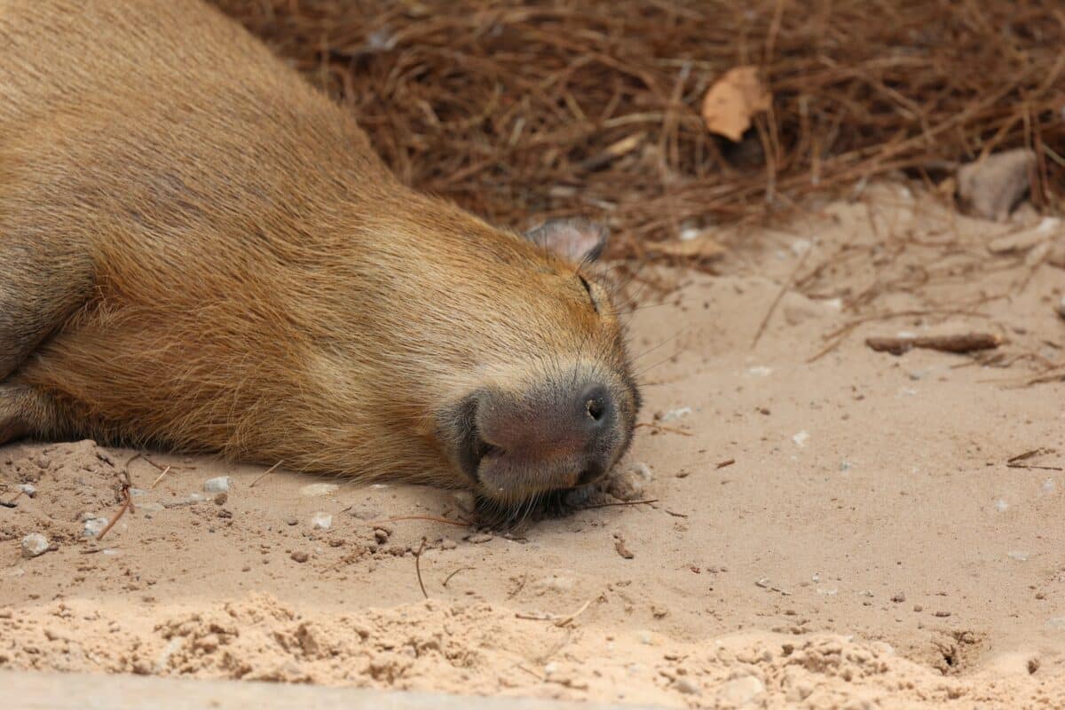 capybara sleeping on sand