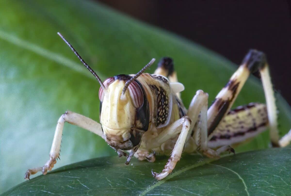locust sitting on a leaf