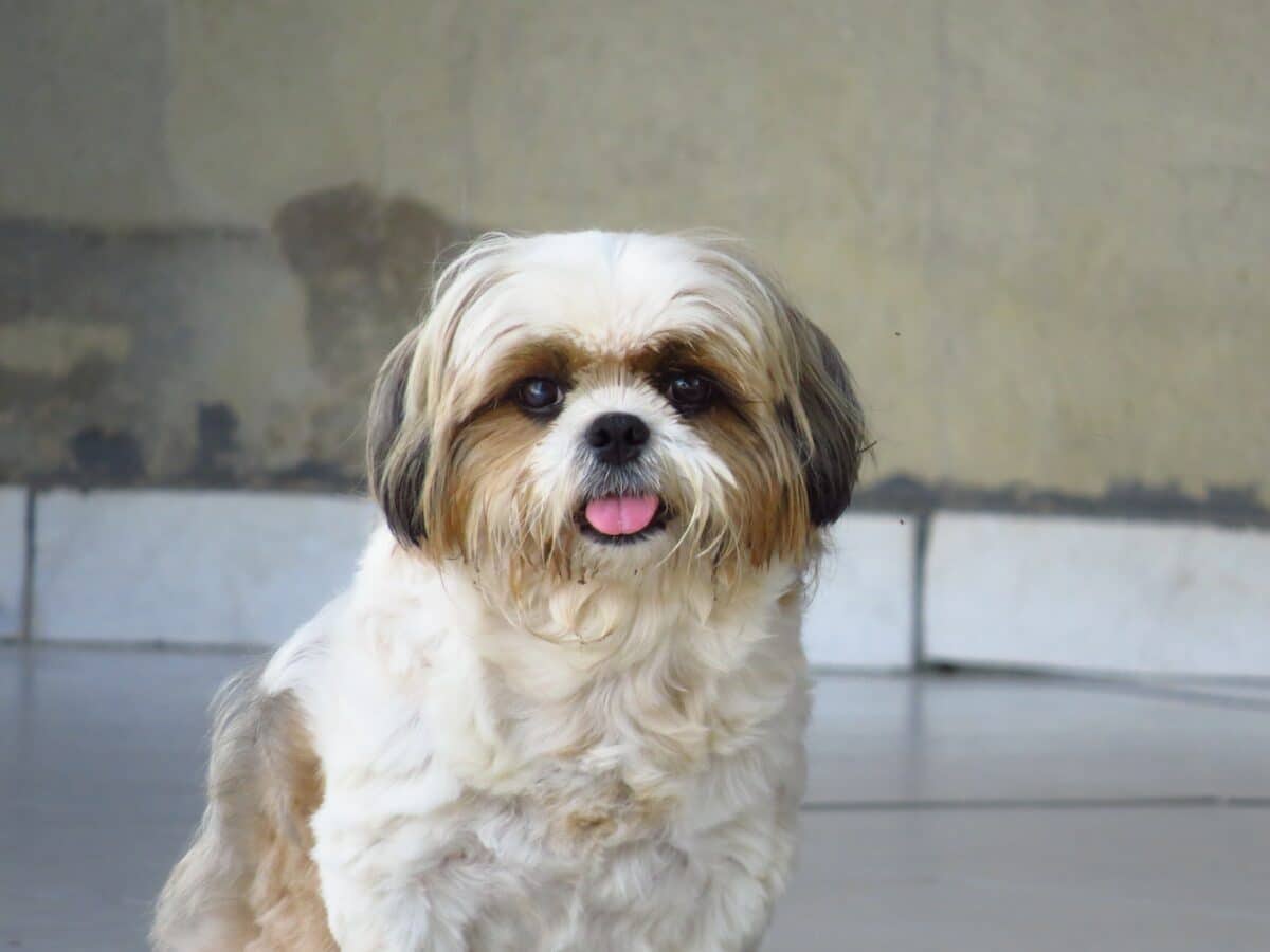 shih tzu