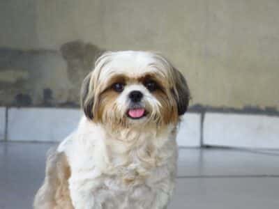 All You Need To Know About the Shih Tzu