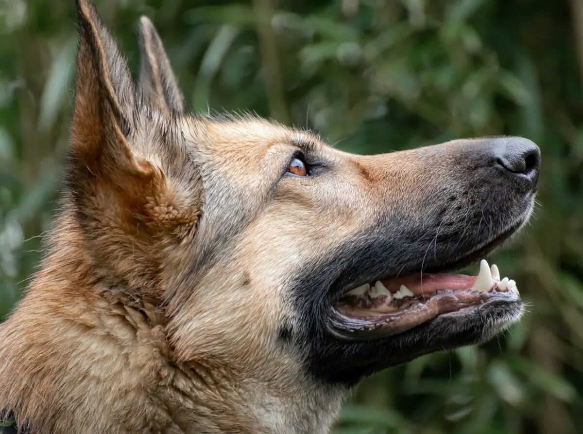 dachshund vs. german shepherd
