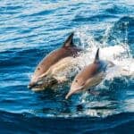 Beneath The Waves: Dolphin Dodges A Shark Attack 