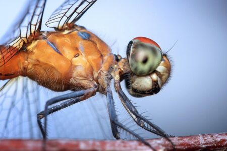 The Fastest Flying Insect in the World: The Dragonfly