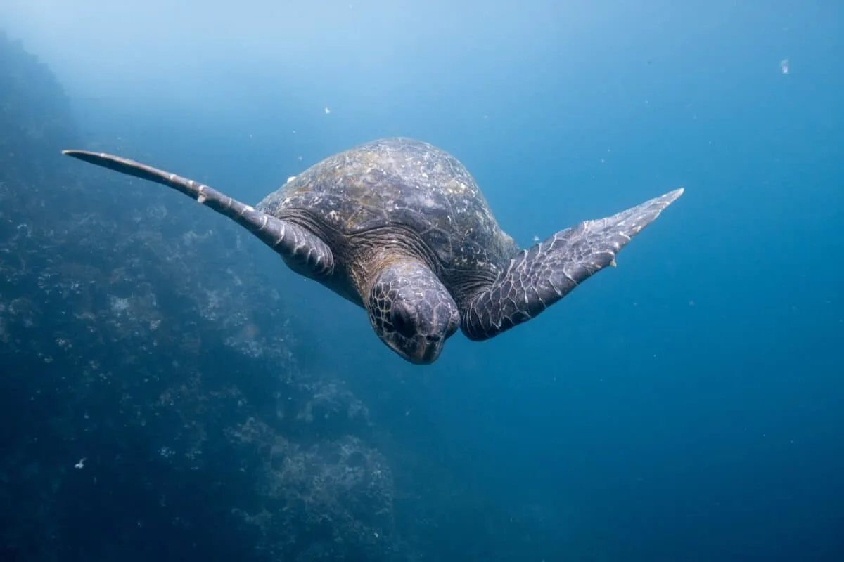 leatherback sea turtle