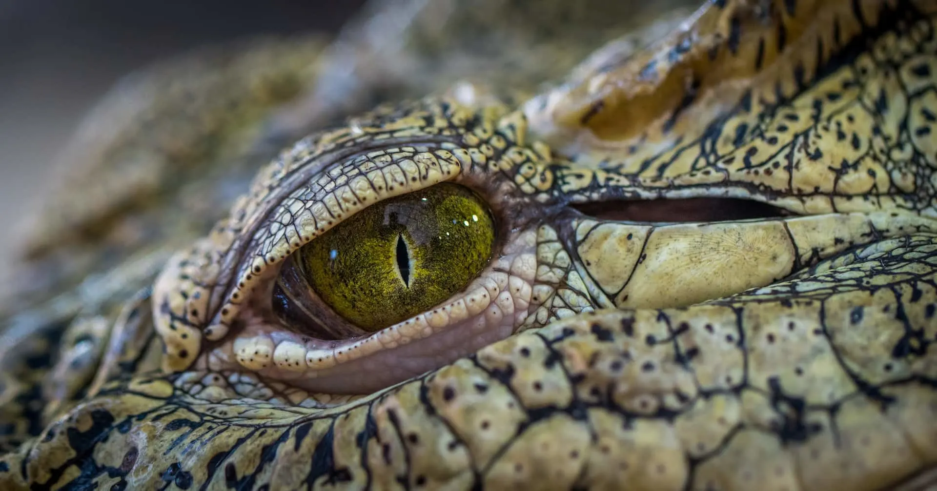 saltwater crocodile vs. african rock python