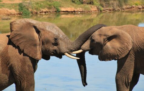 Discover the Most Social Species – the African Elephant