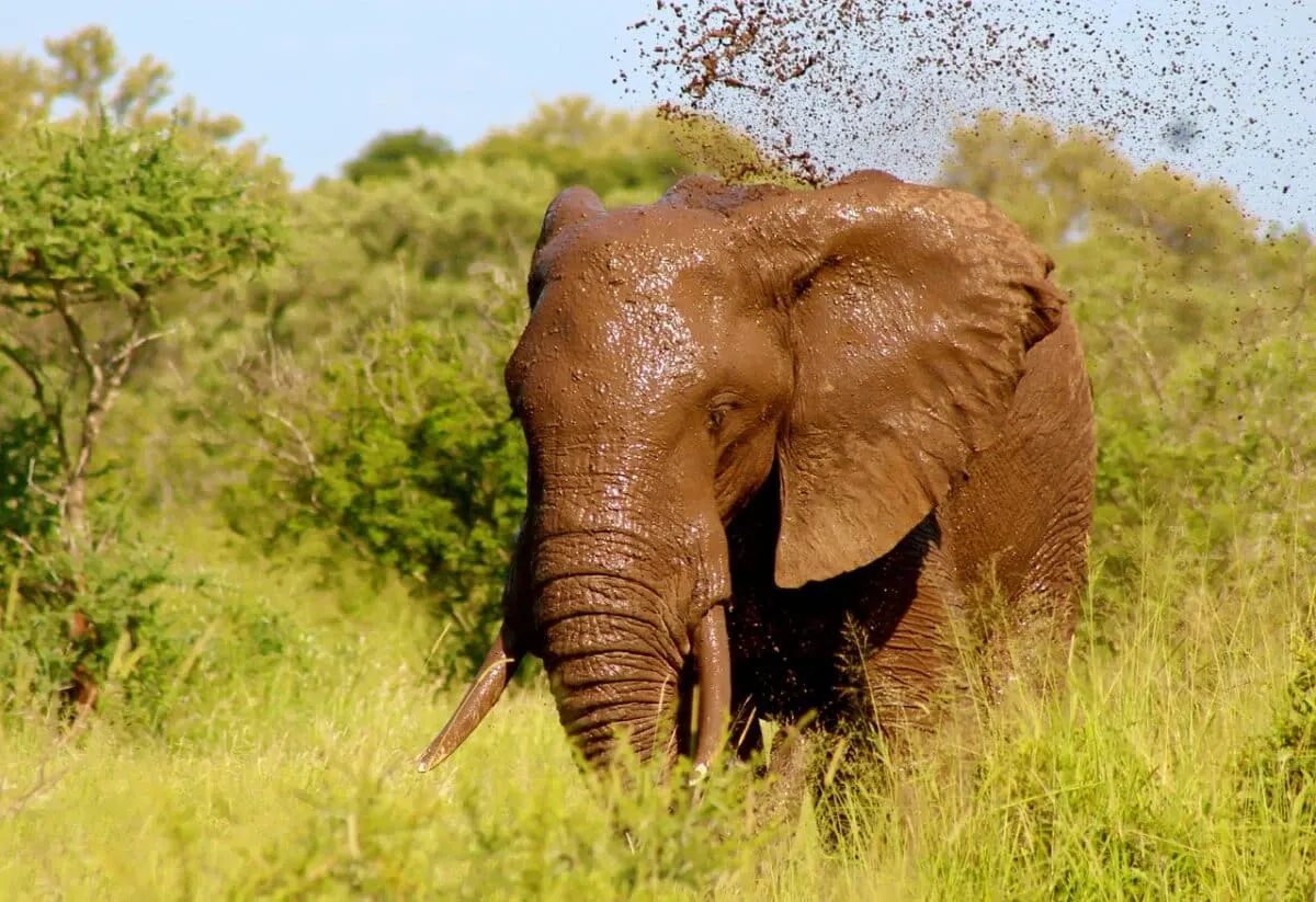 the most social species african elephant