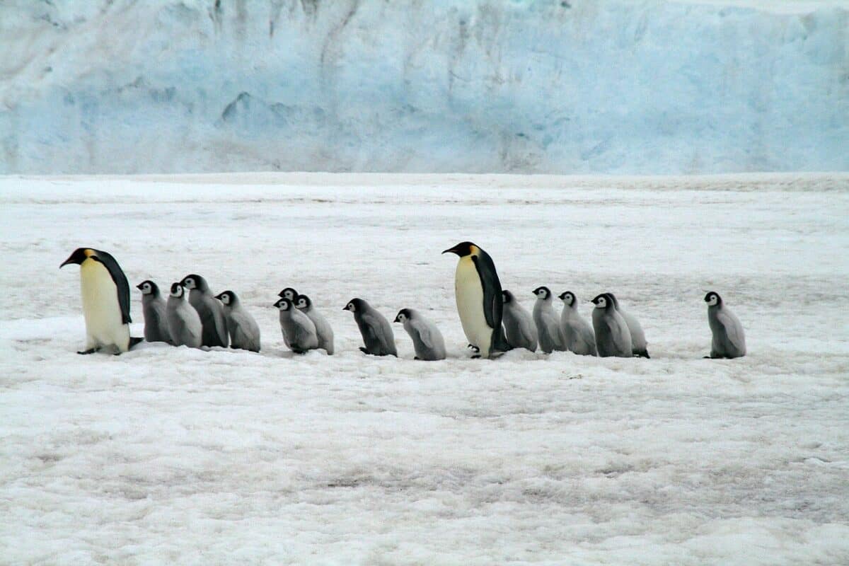 emperor penguins walking in a line