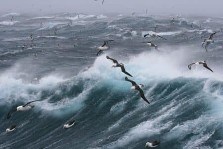 The Longest Living Species of Bird