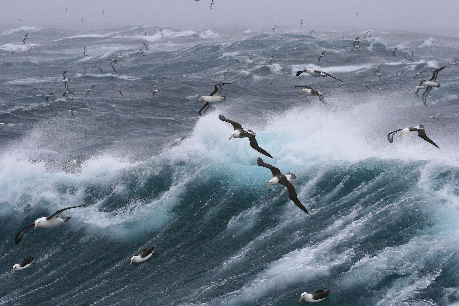 a flock of albatross above the ocean
