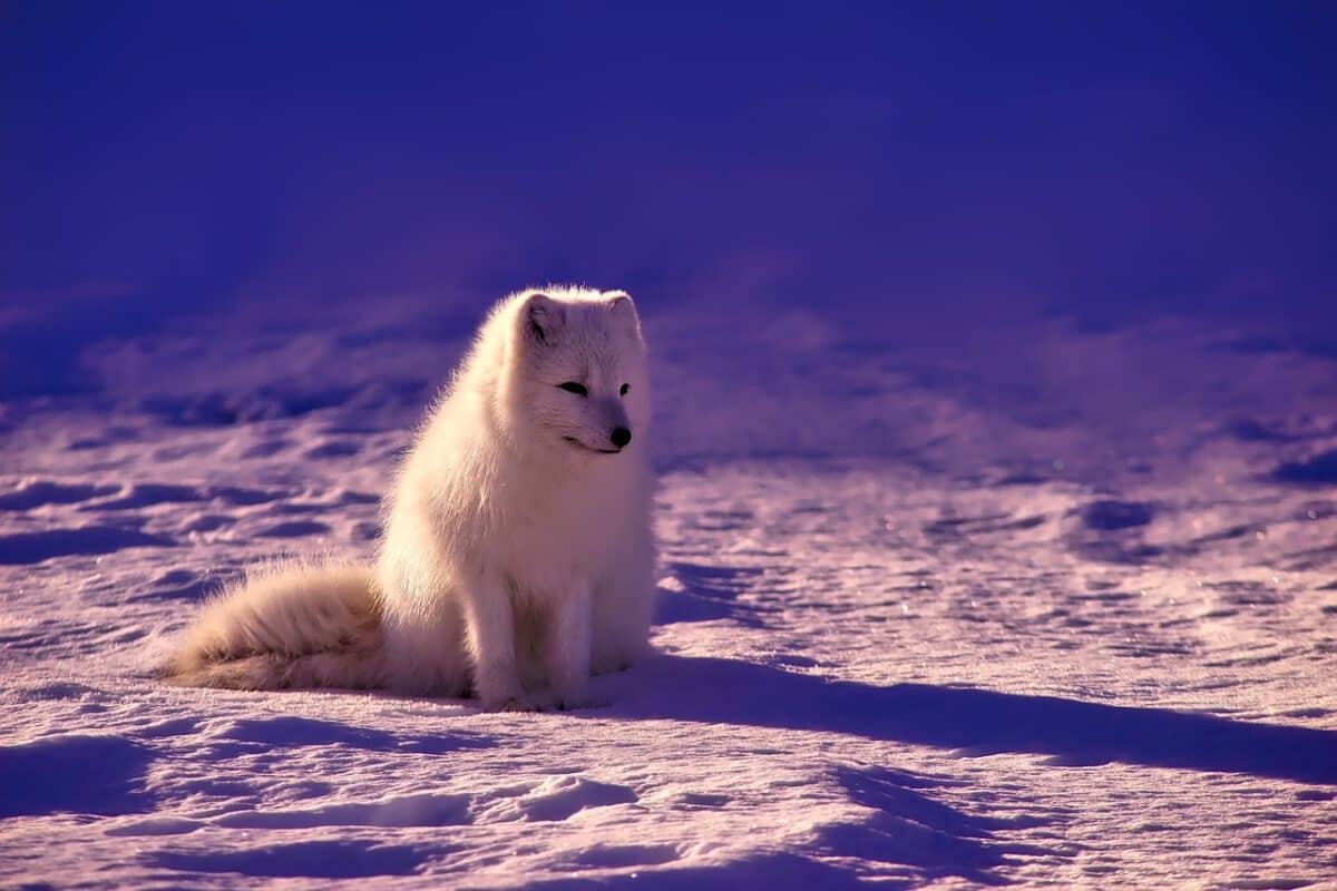 polar fox