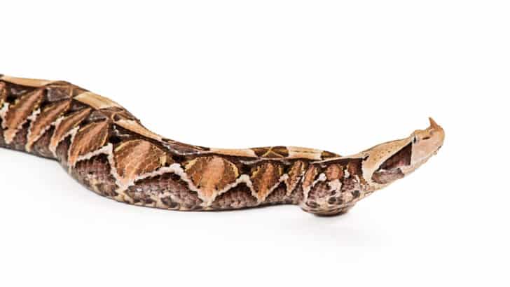 gaboon viper