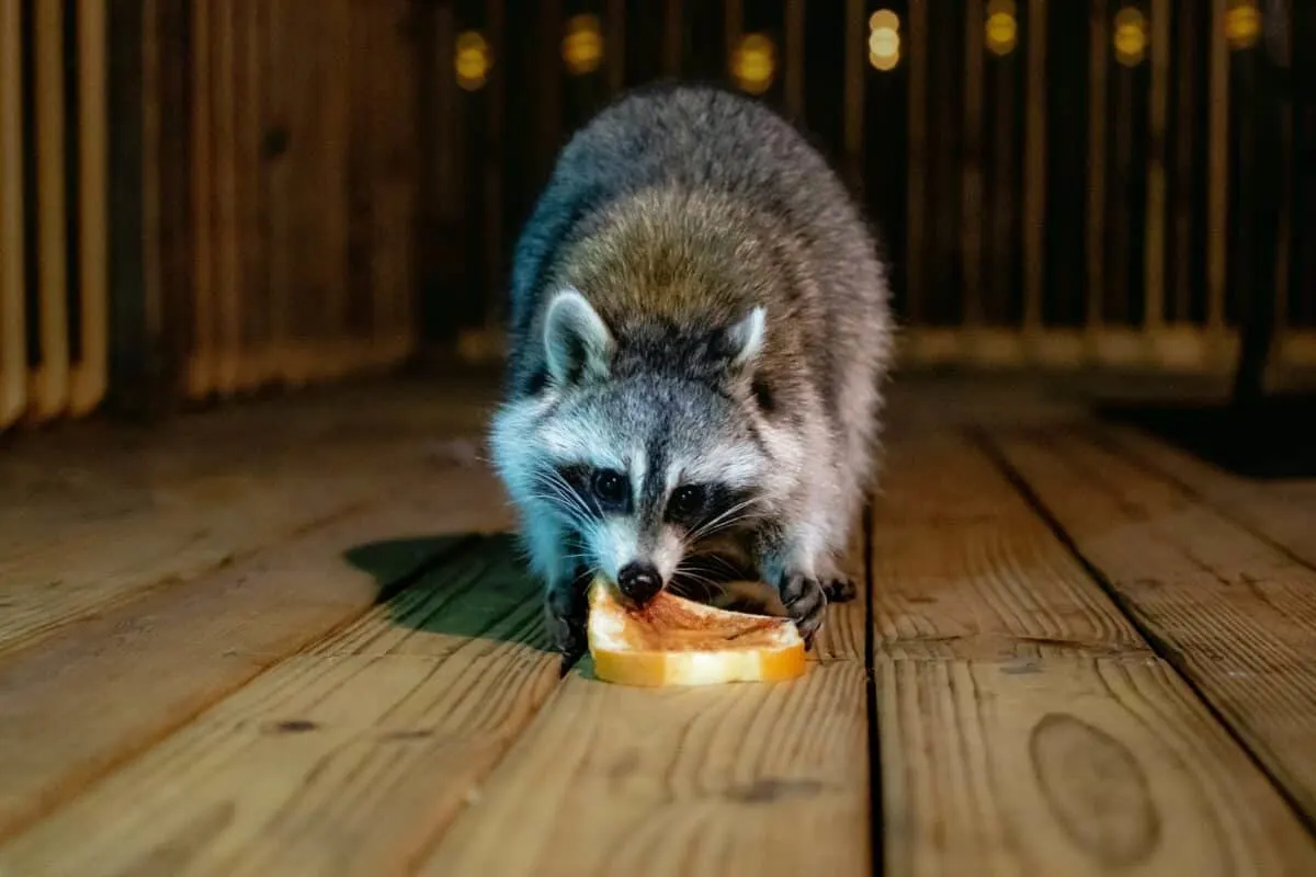 Raccoon