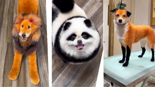 Dog Groomer Transforms Canines into Colourful Creatures