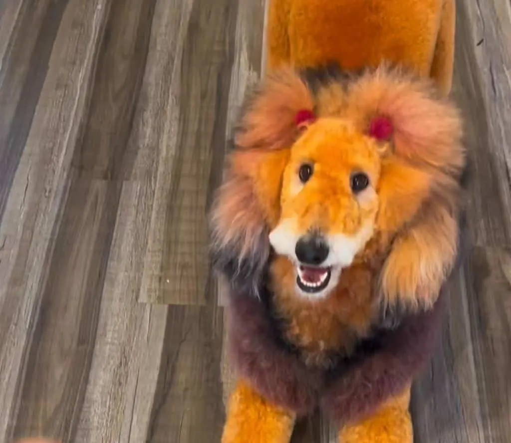 dog/lion