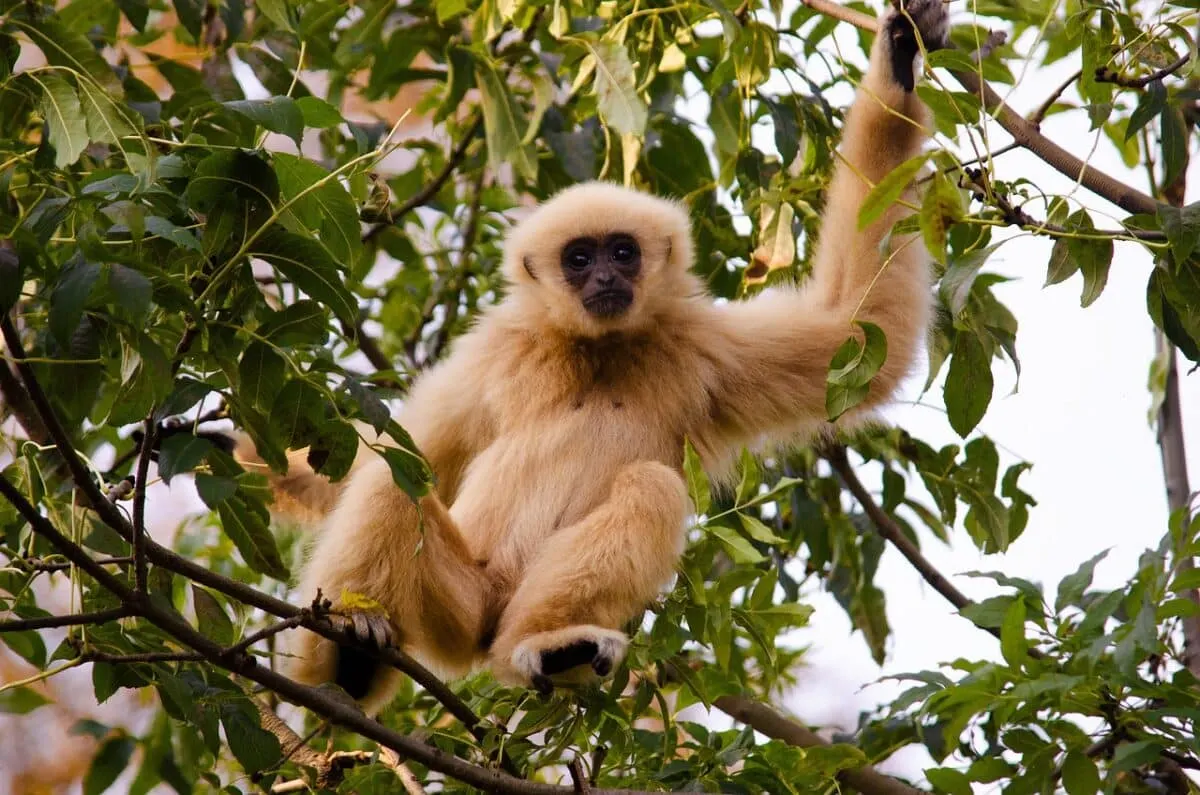one of the most endangered species of primate