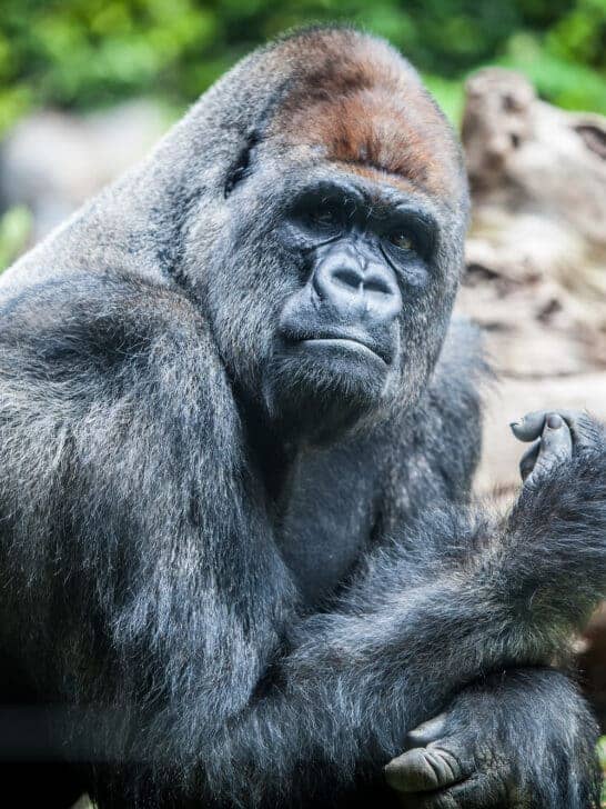 Gorilla Vs. African Forest Buffalo