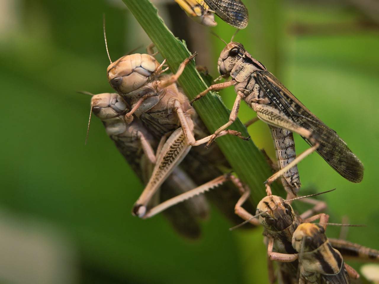 locust plague