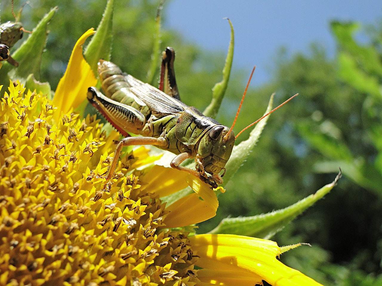 locust sitting on a flower
