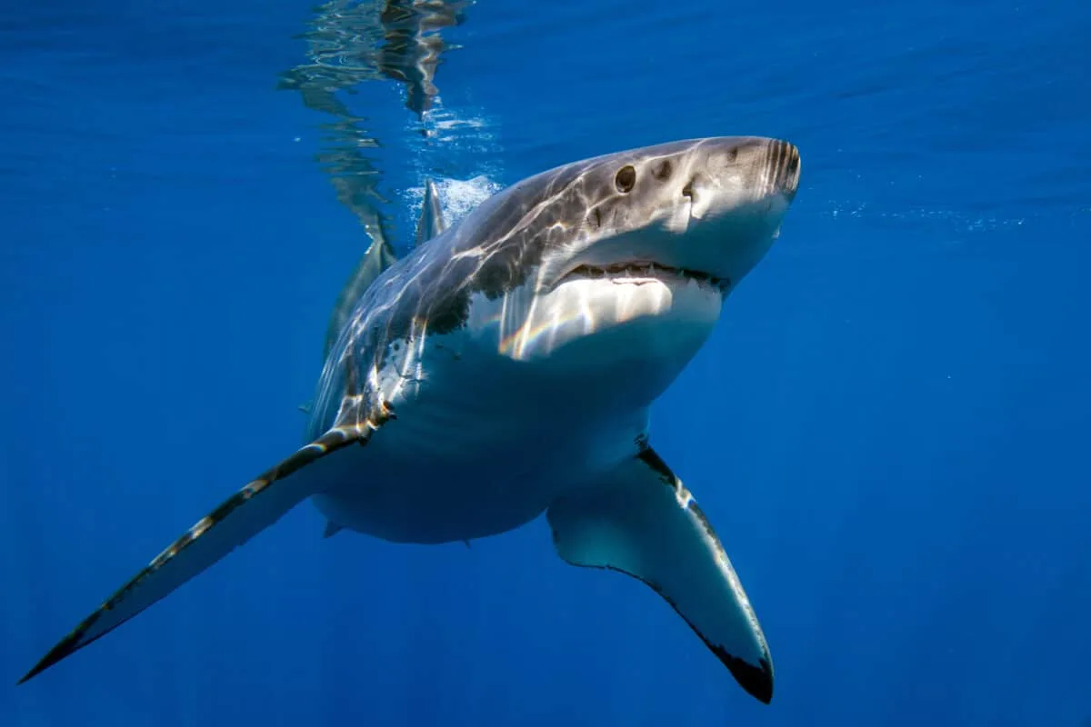 Food Blogger Fined for Eating Great White Shark