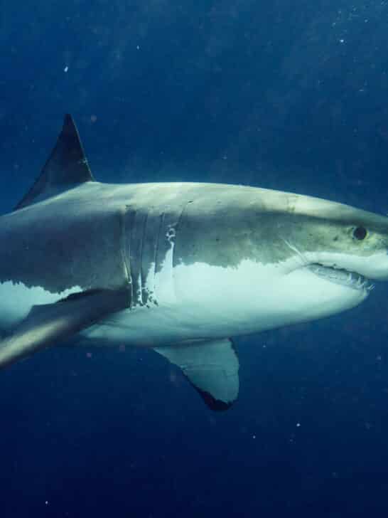Under The Sea: The Sea Turtle&rsquo;s Narrow Escape From A Shark&nbsp;