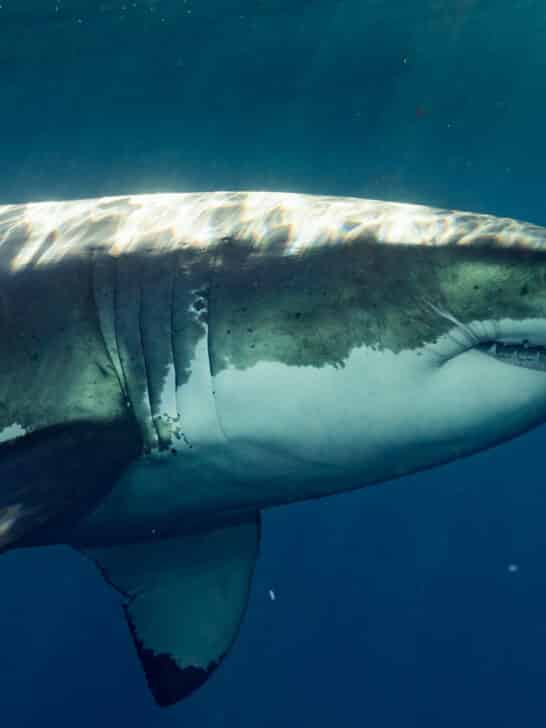 Food Blogger Fined $18,500 For Eating Great White Shark