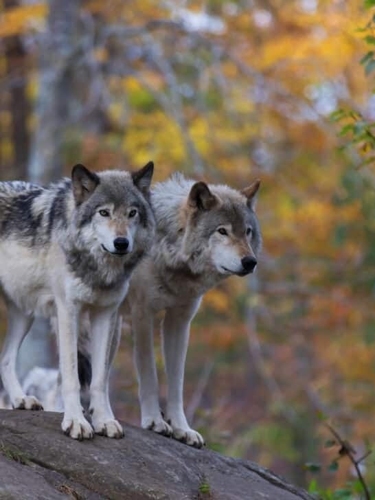 Did Wolves Really Reshape Yellowstone? Scientists Revisit the Ecological Cascade