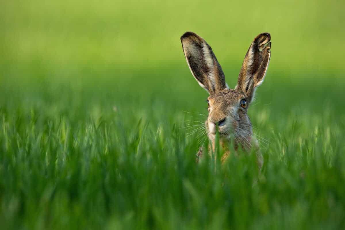 Hare