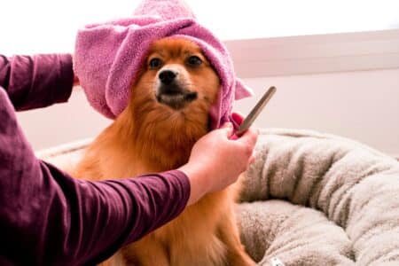 Essential Grooming Tips to Keep Your Pup&rsquo;s Coat Healthy!