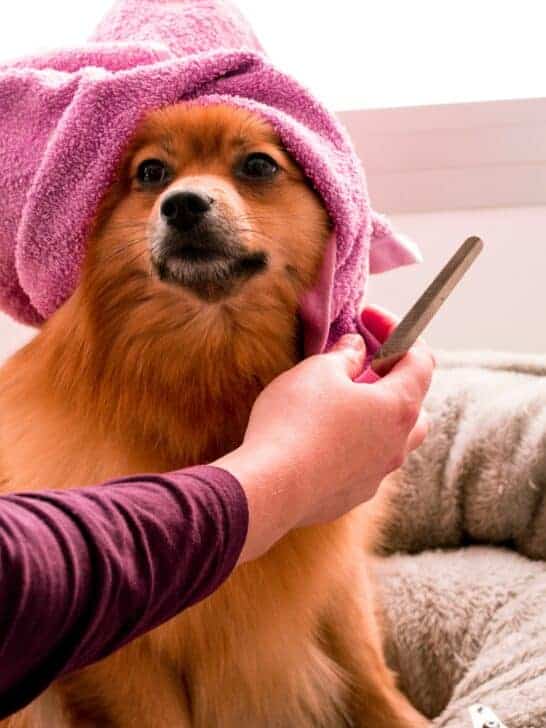 Essential Grooming Tips to Keep Your Pup’s Coat Healthy!