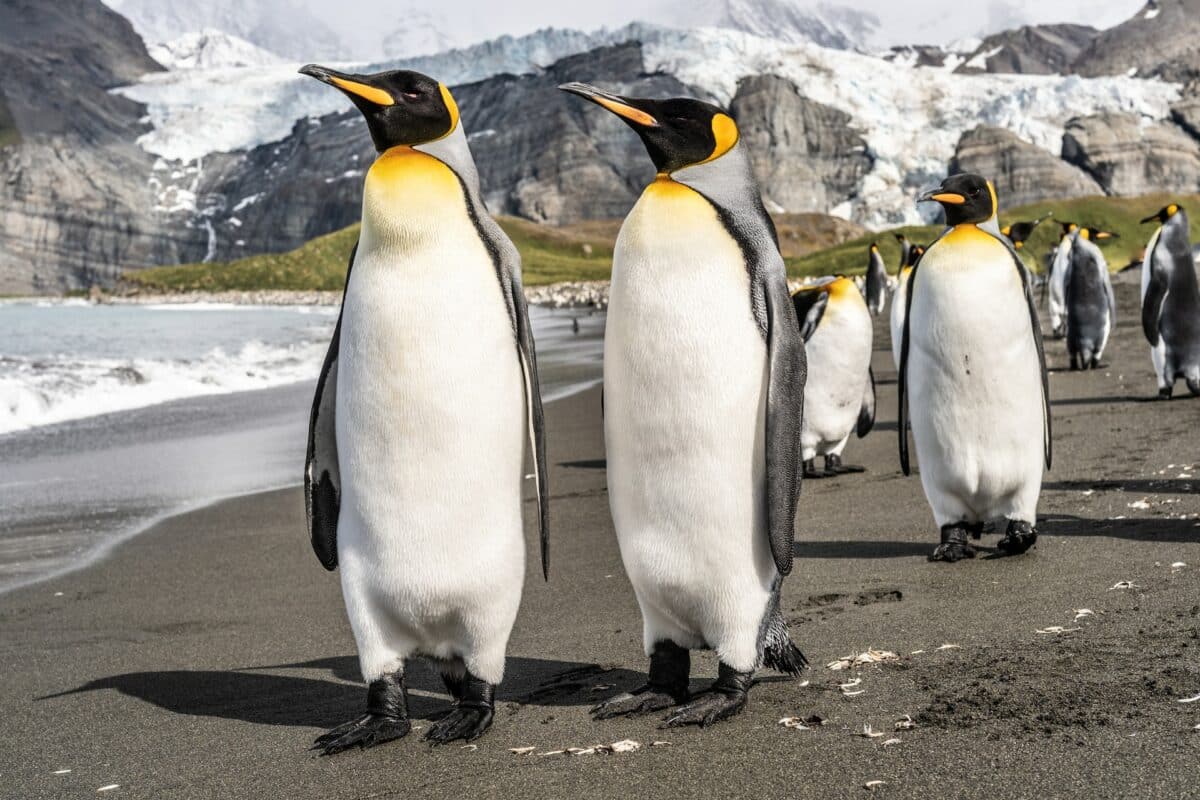 the largest colony of emperor penguins