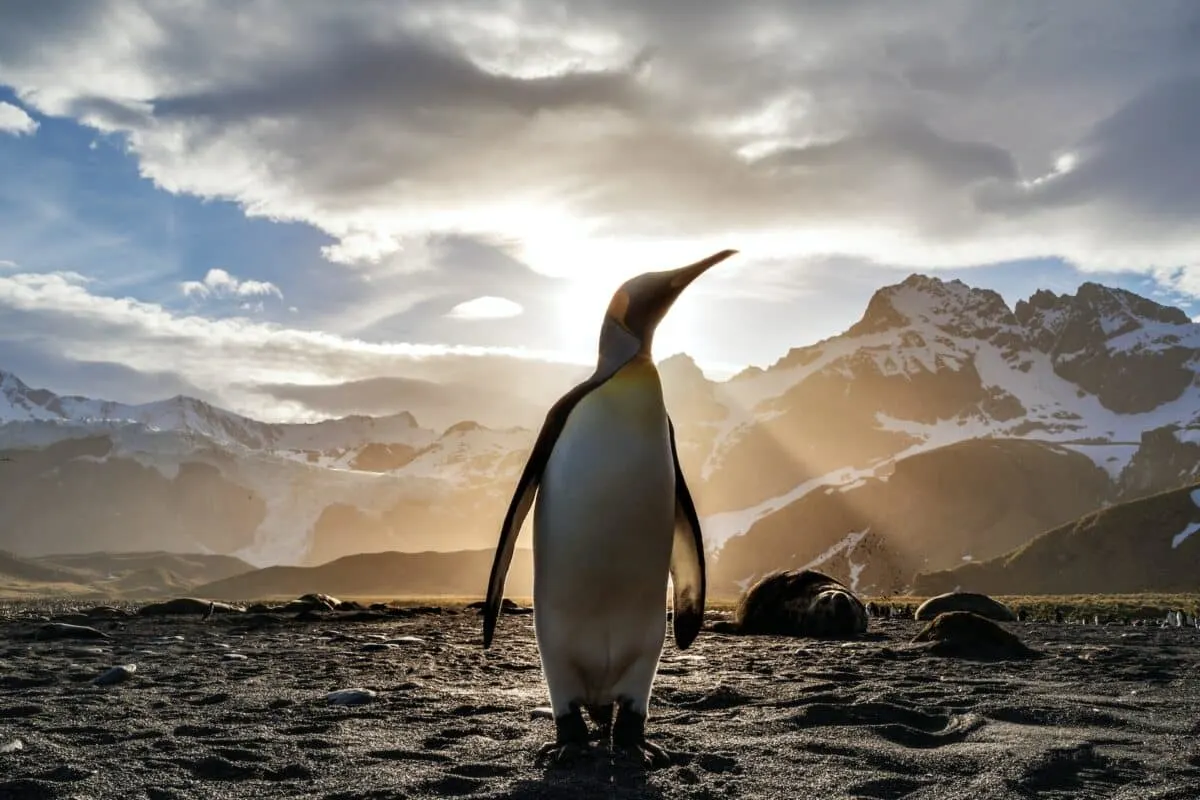 the largest colony of emperor penguins