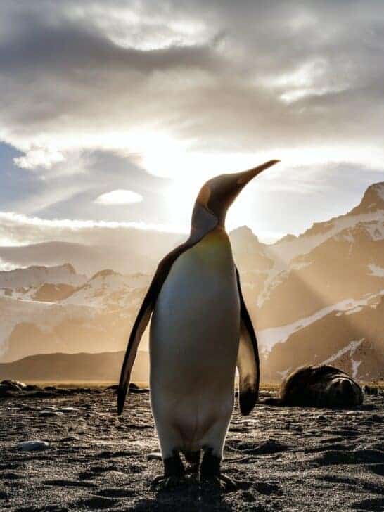 Largest Penguin Ever Recorded