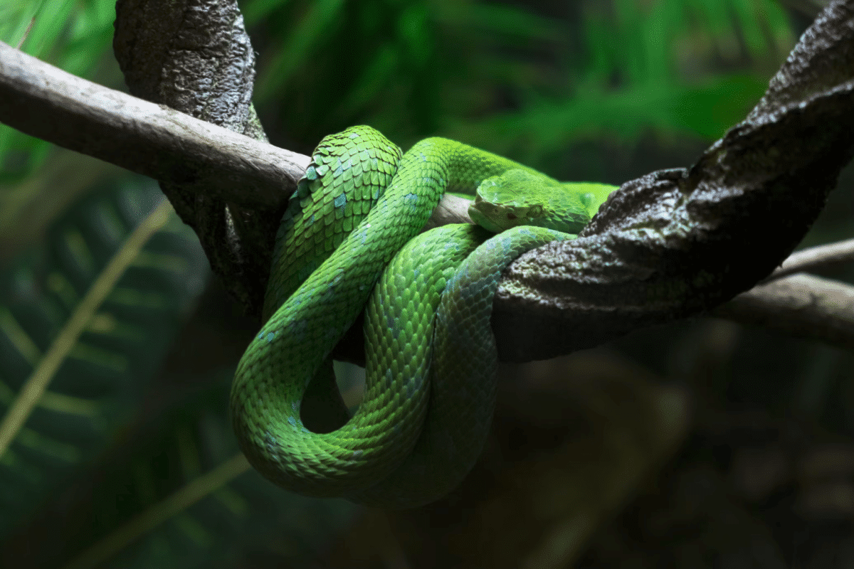 Green Tree Viper