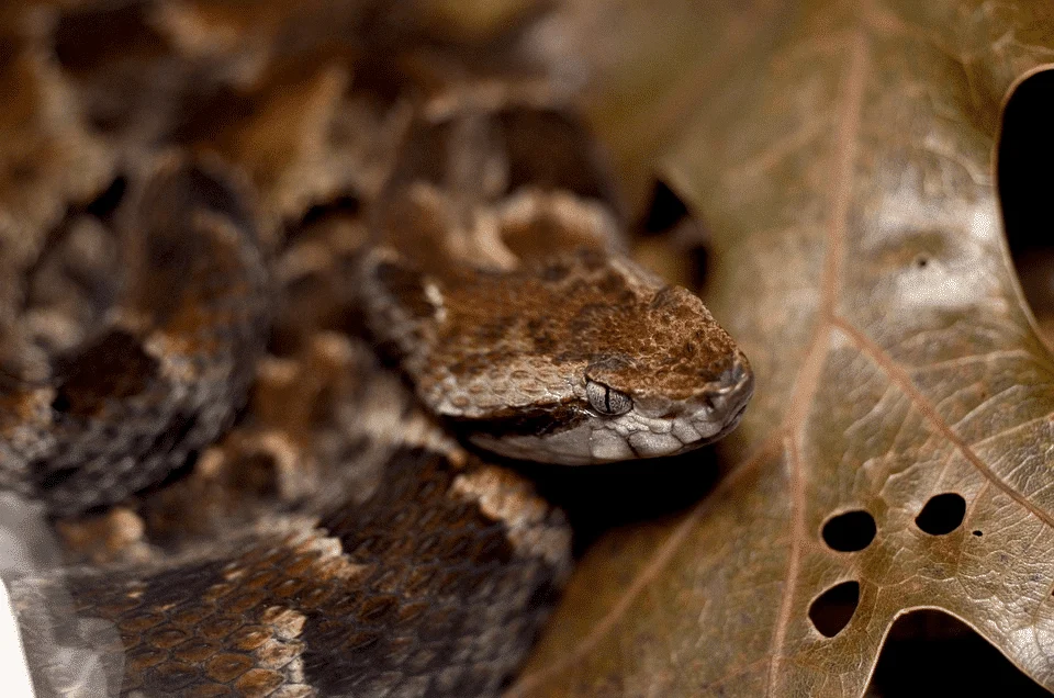 fer de lance