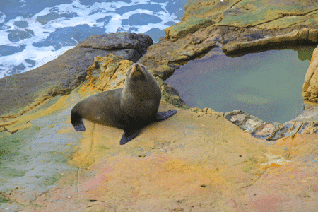 Seal Shockingly Appears In Suburban Neighborhood