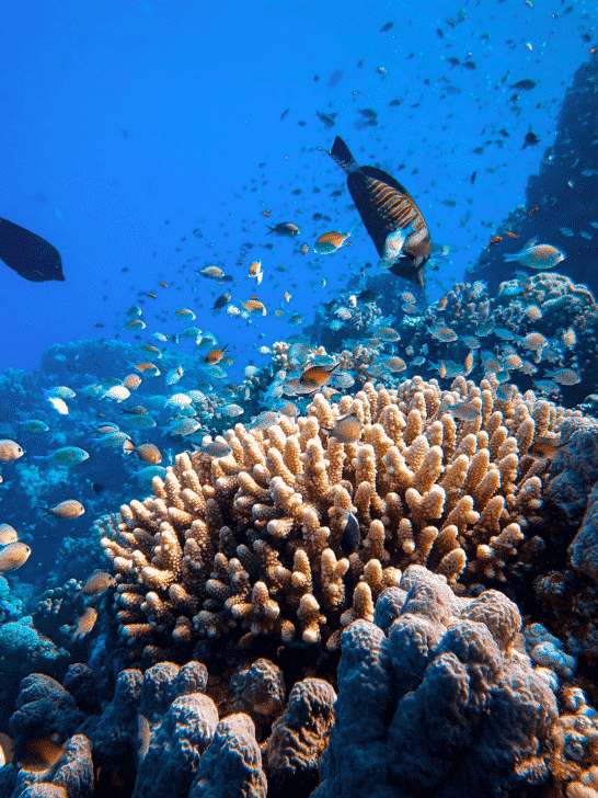 Discover the Most Expansive Coral Reef Ecosystem on Earth