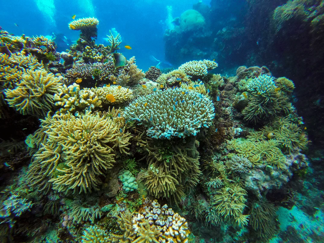 Expansive Coral Reef
