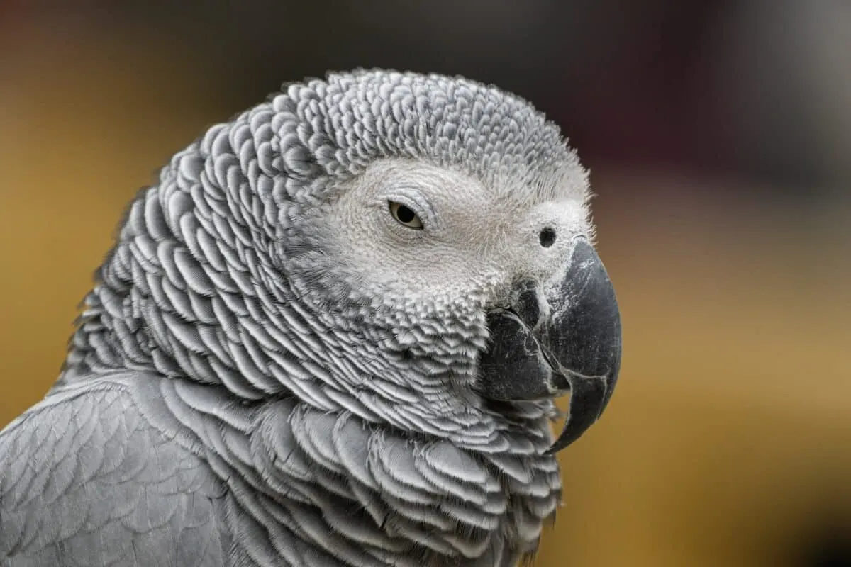 the most social and communicative bird species