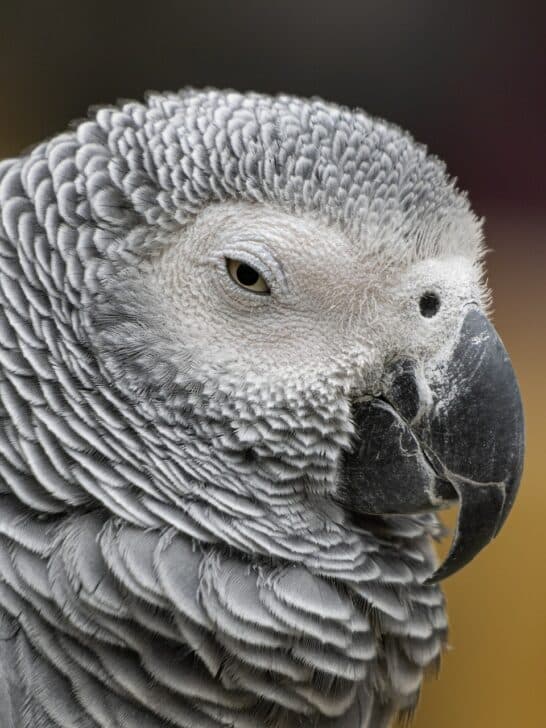 Could This Be the World’s Smartest Bird?