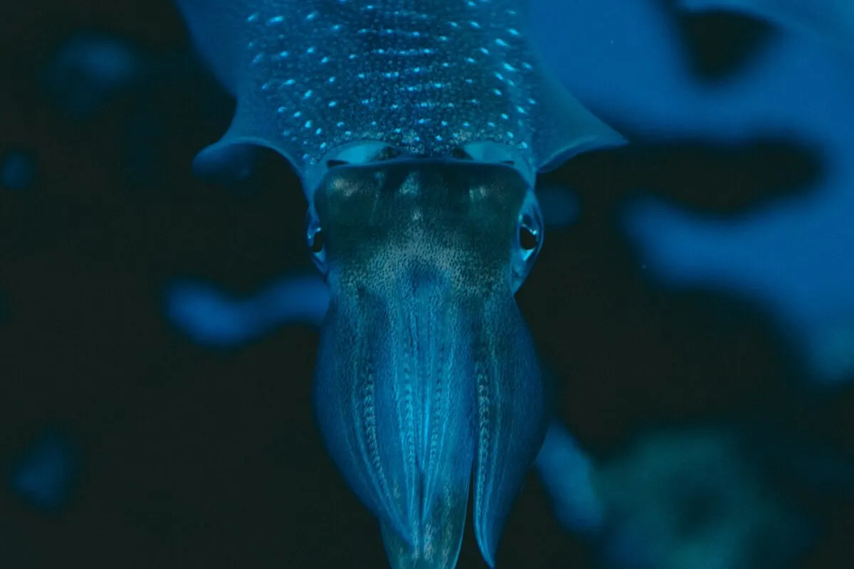 giant squid