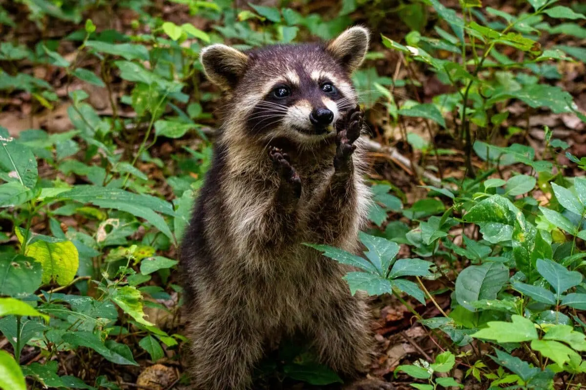 Raccoon's Dunkin' Donuts Drive-Thru Adventure Goes Viral