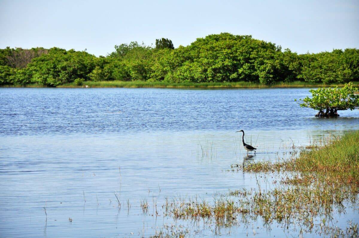 stork in florida wetland