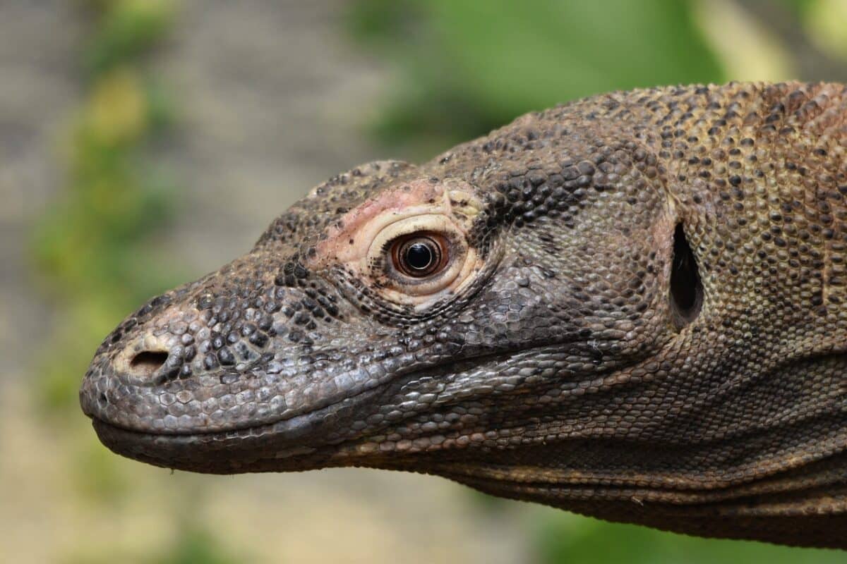 komodo dragon eating live bat