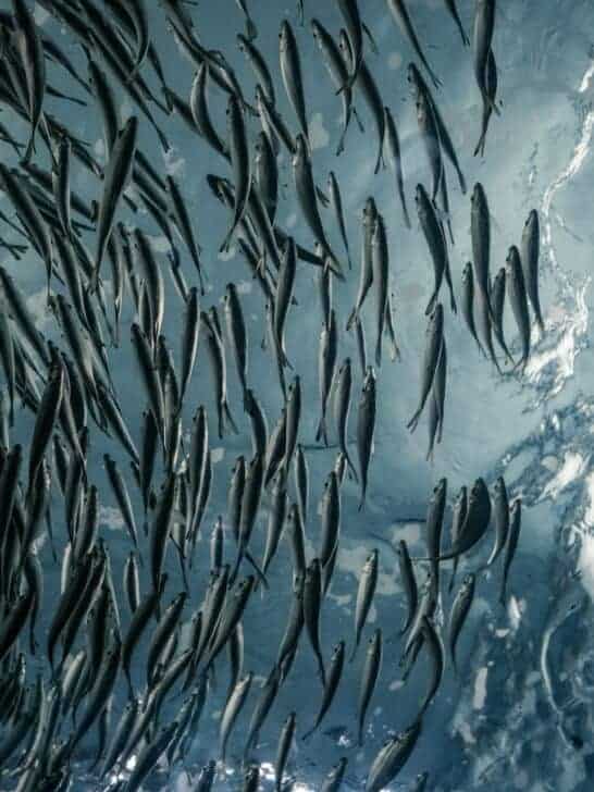 Fish Are Schooling in Perfect Spirals—Scientists Baffled