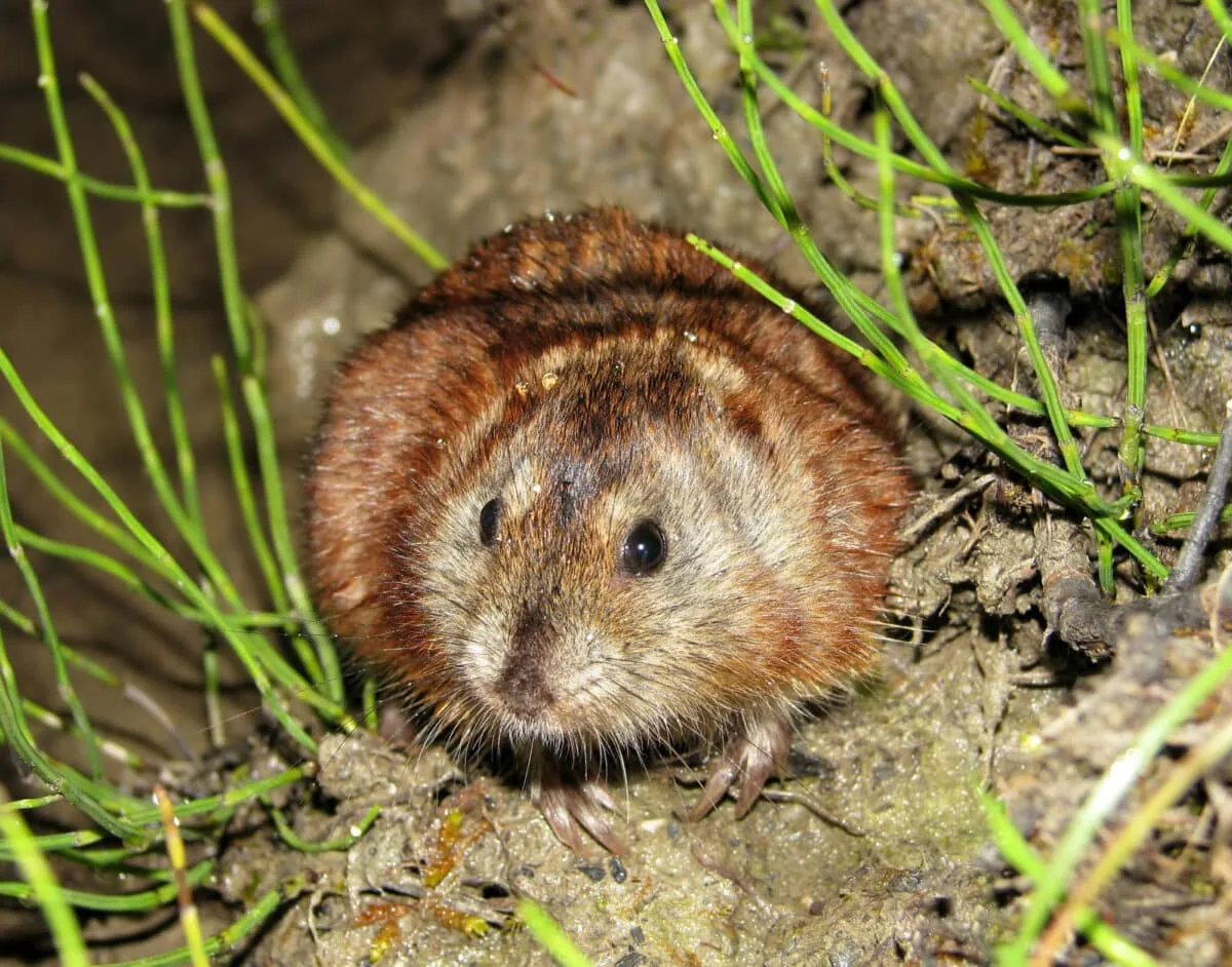 lemming