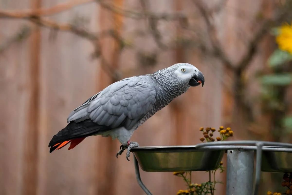 african gray parrot
